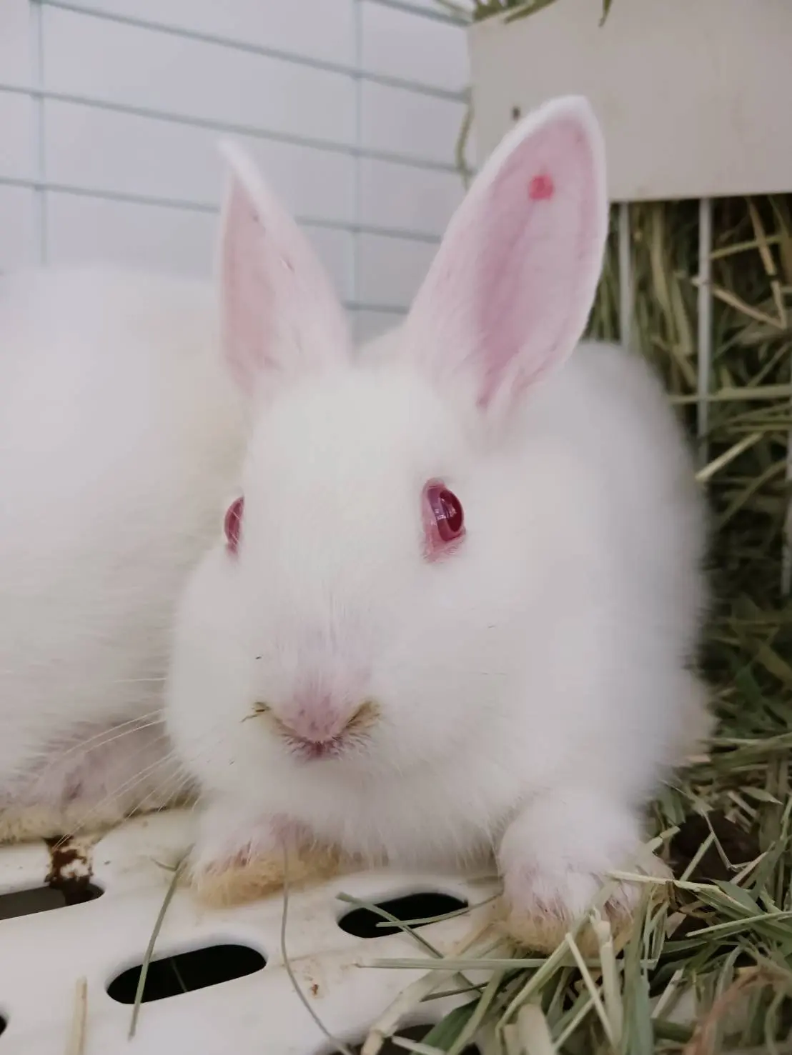 No. 1206 鴻巣ぽや顔鼻先白ブラ4の写真 1
