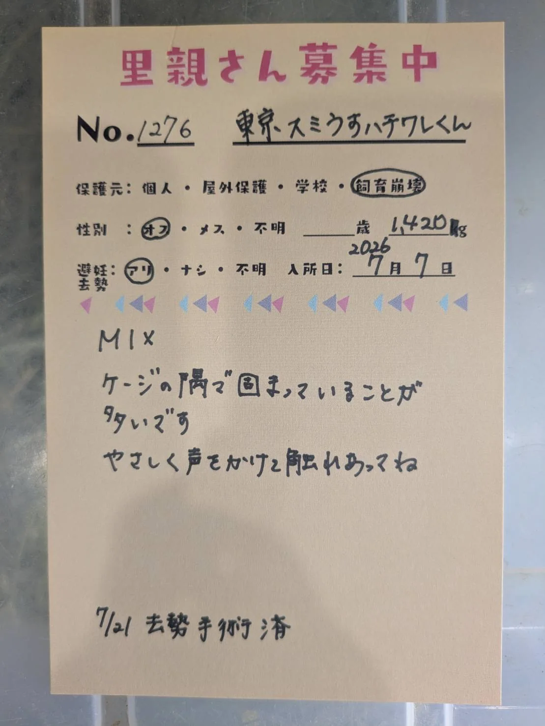 No. 1276 東京スミうすハチワレの写真 1
