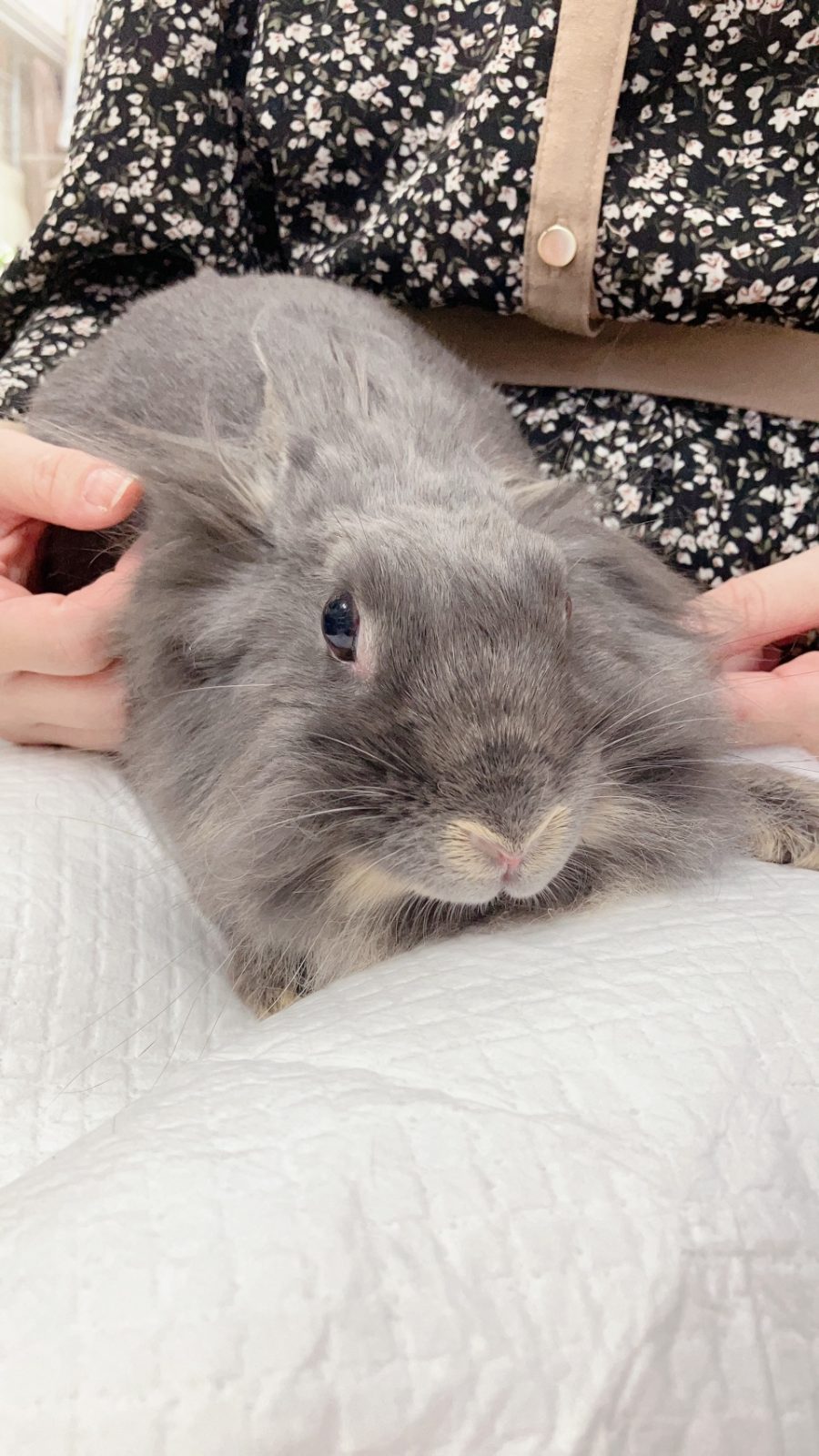 No. 1296 足立しっかりライオンちゃんの公開用写真