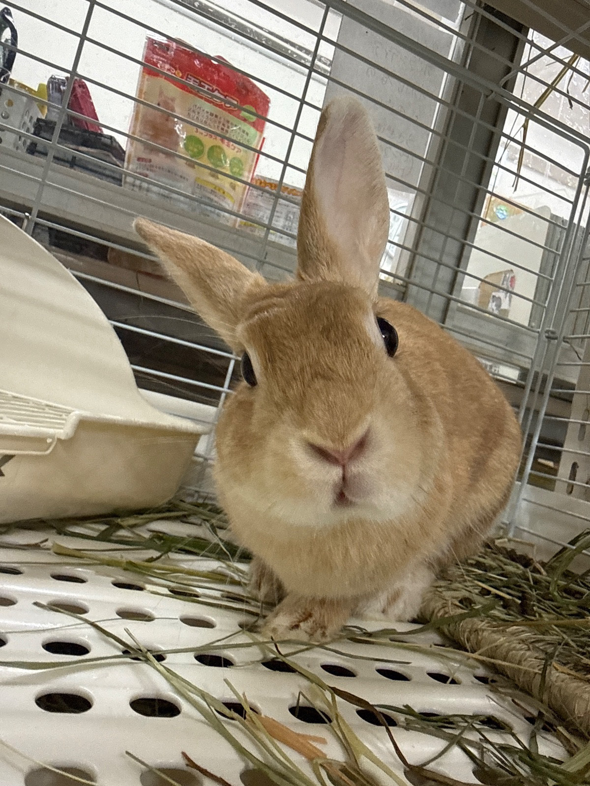 No. 1305 ふじみ野ガツガツおれんじちゃんの写真 1