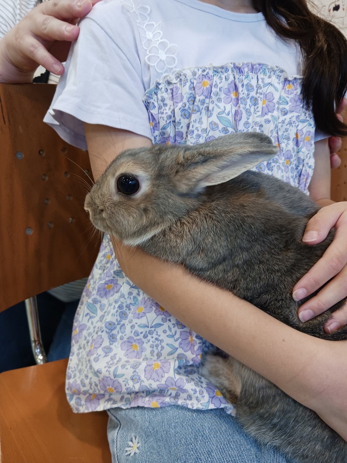 No. 1351 市原おっとりくりグレーちゃんの公開用写真