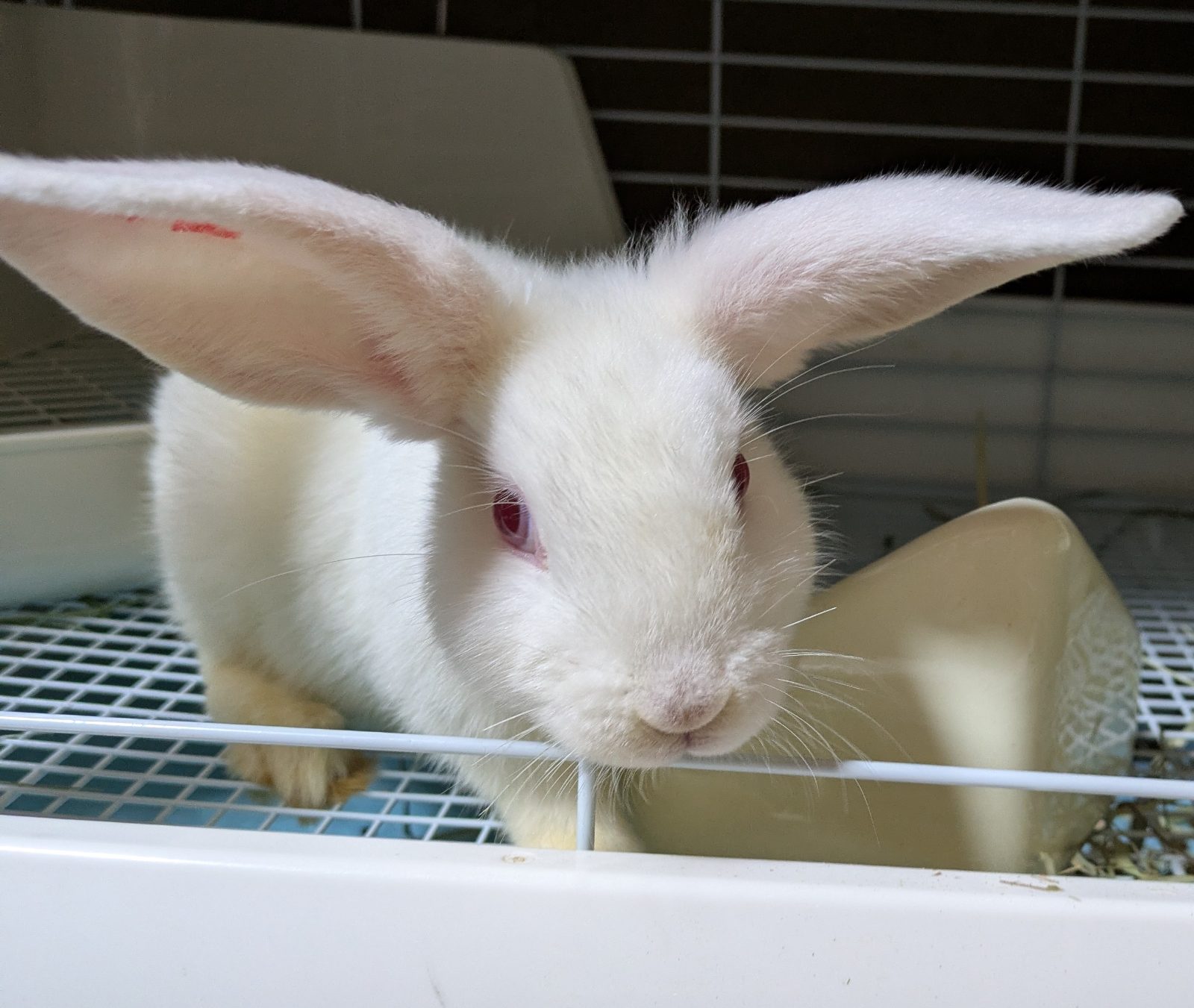 No. 1363 田方ちび耳BIGもりホワちゃんの公開用写真