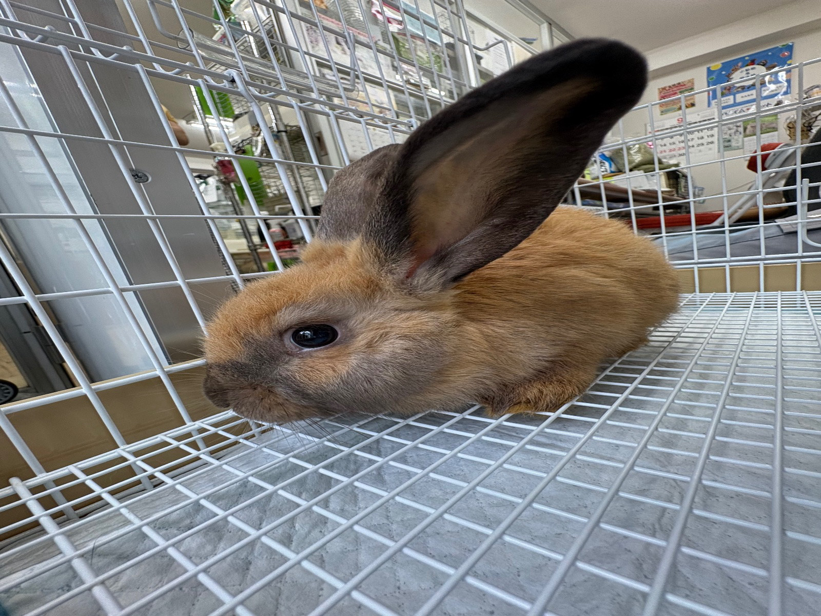 No. 1369 田方シャイトート②の公開用写真
