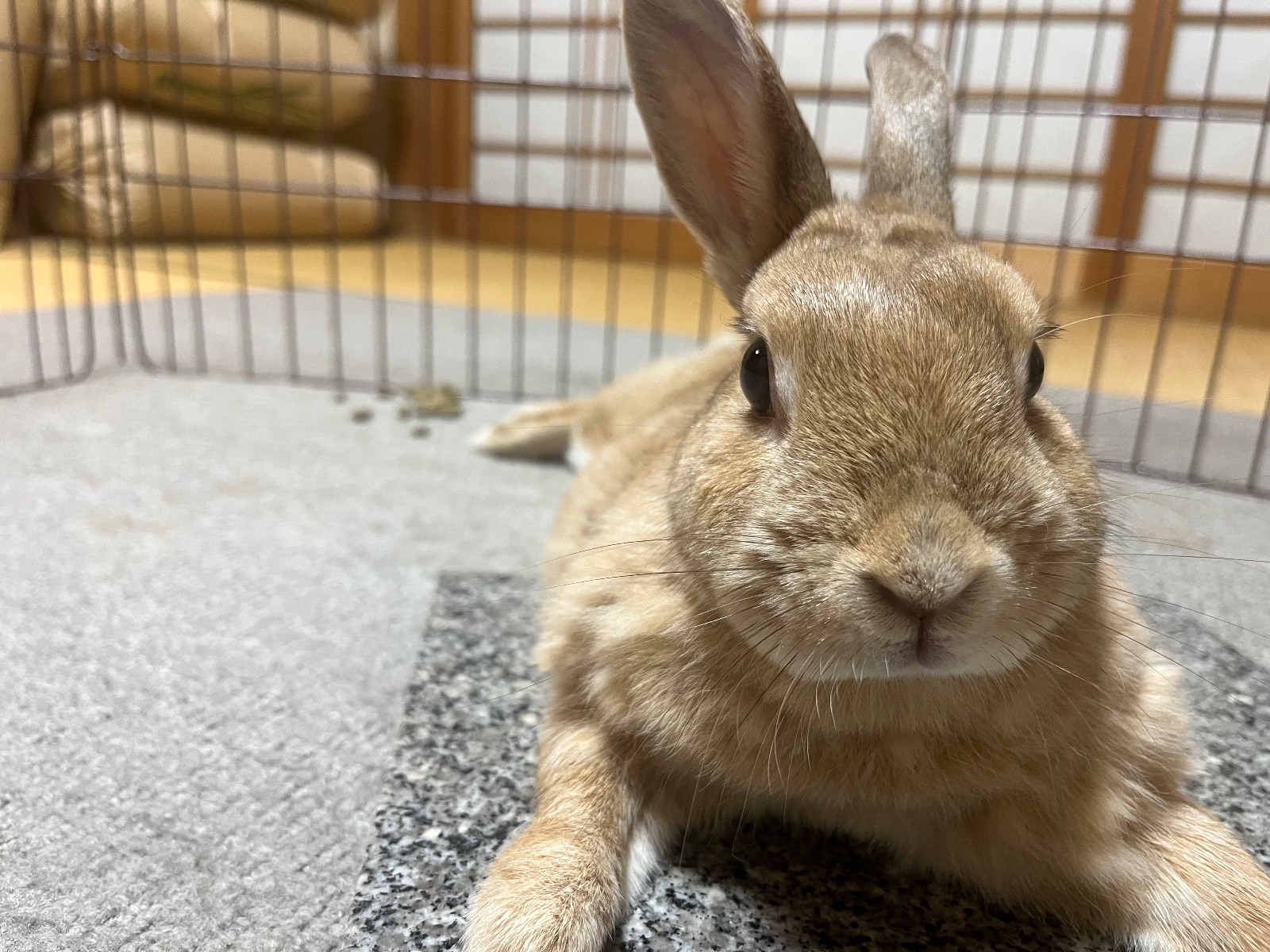 No. 1391 三重キュートオレちゃんの公開用写真